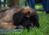 images/T-Wurf/T-Wurf Wo 10/3S8A3178-Bearbeitet.jpg